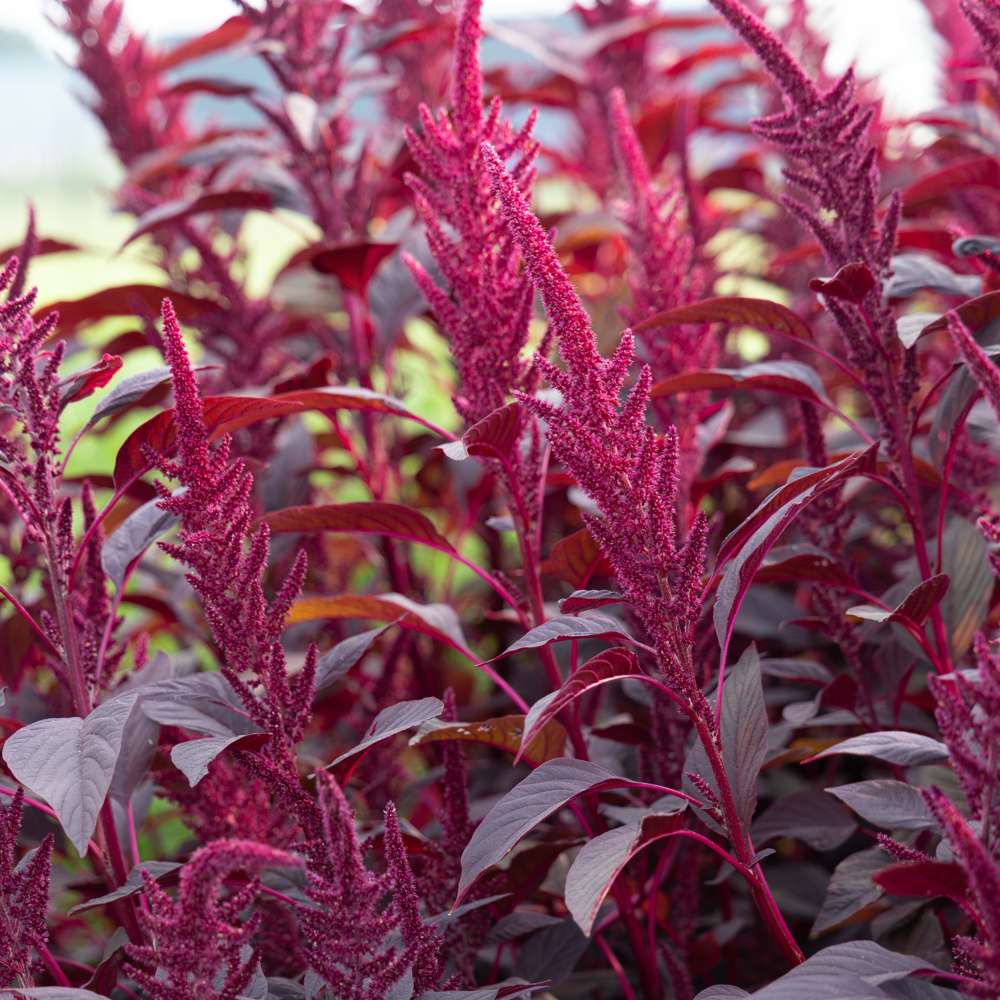 Amarant 'Velvet Curtains' (frö)